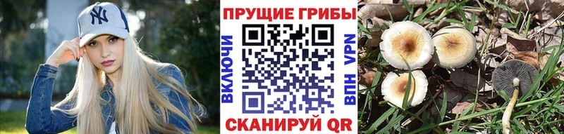 Галлюциногенные грибы прущие грибы Вятские Поляны